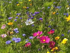 Glaeser cvjetna livada bez trave, Honey & Butterfly, 10 x 1.2 m (600125)