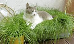 Glaeser trava s vunom, za mačke, 1 x 1,2 m (600601)