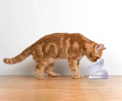PET dvostruka posuda sa postoljem za mačke, 2x 350 ml, 27x12,5x14 cm