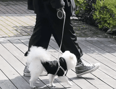 Purlov automatski rastezljivi povodac za pse, do 15 kg, 5 m (19788)