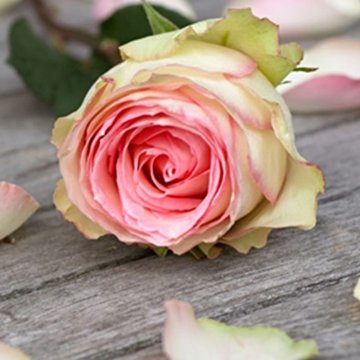 Innova PLATNO JEDNA RUŽA 50x50