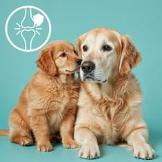 Mersjo MERSJO kost sa zecom i prebiotikom 10 cm - za štence i starije osobe