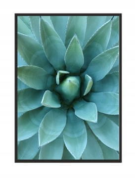 SLIKA, POSTER U OKVIRU 73x53 cm Aloe P512