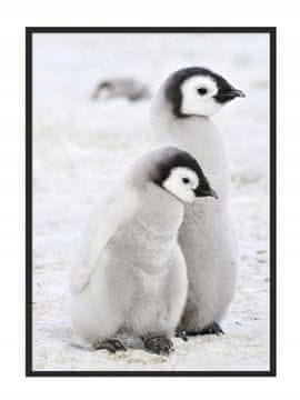 POSTER U OKVIRU 43x33 cm Pingvini P688