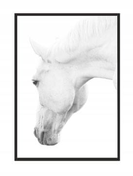 SLIKA, POSTER U OKVIRU 73x53 cm Konj P501