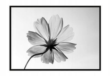 POSTER U OKVIRU 53x73 cm Cvijet P1050
