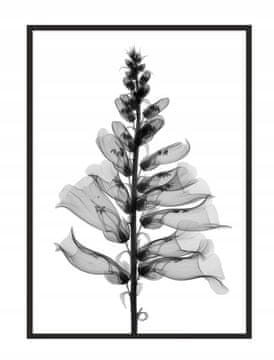 POSTER U OKVIRU 53x73 cm Cvijet P1032