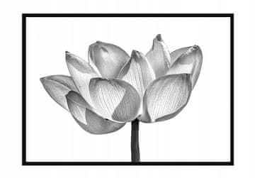 POSTER U OKVIRU 53x73 cm Cvijet P1044