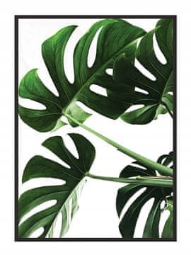 SLIKA, POSTER U OKVIRU 33x43 cm Monstera P546