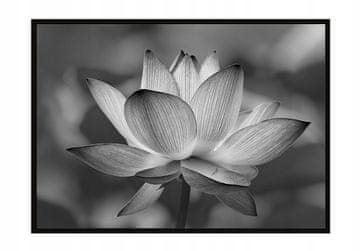 POSTER U OKVIRU 53x73 cm Cvijet P1043