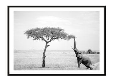 POSTER U OKVIRU 33x43 cm Slon P2260