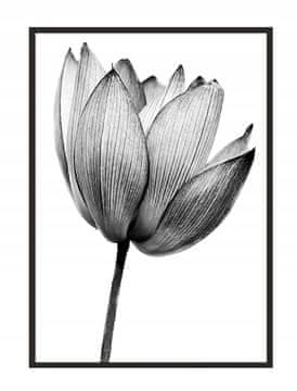 POSTER U OKVIRU 53x73 cm Cvijet P1038