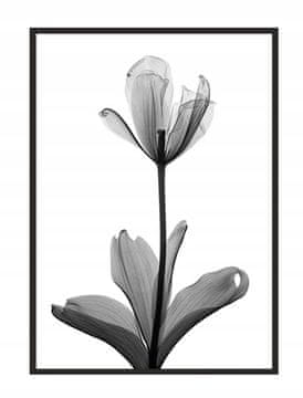 POSTER U OKVIRU 53x73 cm Cvijet P1041