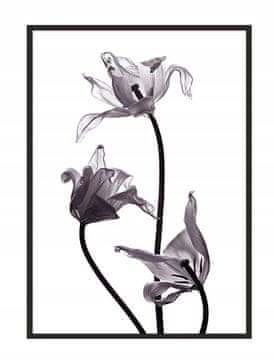POSTER U OKVIRU 53x73 cm Cvijet P1037