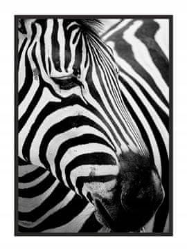 POSTER U OKVIRU 53x73 cm Zebra 7 P578