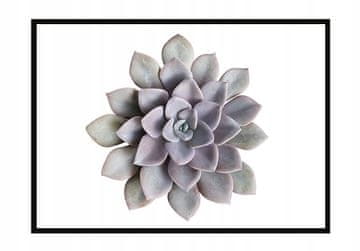 POSTER U OKVIRU 53x73 cm Cvijet P1048
