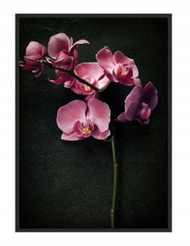POSTER U OKVIRU 43x33 cm Orhideja P1236