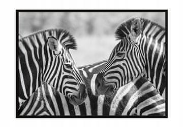 POSTER U OKVIRU 43x33 cm Zebre P928