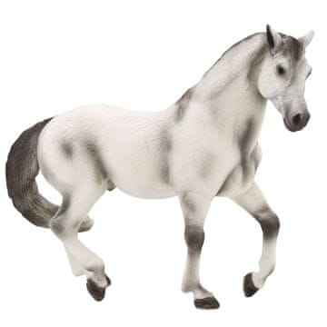 Denis Konj Andalusian XL