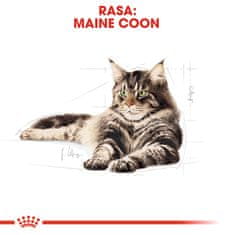 Royal Canin Royal Canin FBN Maine Coon Adult - suha hrana za odrasle mačke - 4kg