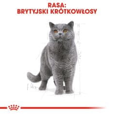 Royal Canin Royal Canin FBN British Shorthair Adult - suha hrana za odrasle mačke - 4kg