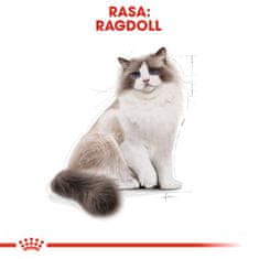 Royal Canin Karma Royal Canin FBN Ragdoll (2 kg)