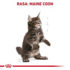Royal Canin Royal Canin FBN Maine Coon Kitten - suha hrana za mačiće - 2kg