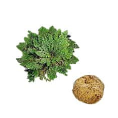 Gadget Master Jerihonska ruža