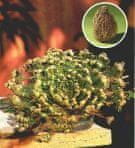 Gadget Master Jerihonska ruža