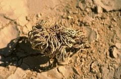 Gadget Master Jerihonska ruža