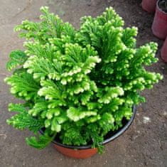 Gadget Master Jerihonska ruža