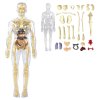 JOJOY® 3D anatomski model ljudskog tijela s uklonjivim organima, edukativni set za djecu 6+ | FLESHTOPIA