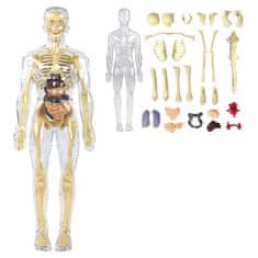 JOJOY® 3D anatomski model ljudskog tijela s uklonjivim organima, edukativni set za djecu 6+ | FLESHTOPIA