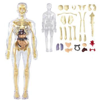 JOJOY® 3D anatomski model ljudskog tijela s uklonjivim organima, edukativni set za djecu 6+ | FLESHTOPIA