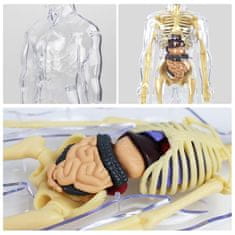 JOJOY® 3D anatomski model ljudskog tijela s uklonjivim organima, edukativni set za djecu 6+ | FLESHTOPIA