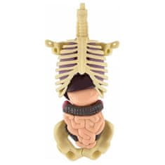 JOJOY® 3D anatomski model ljudskog tijela s uklonjivim organima, edukativni set za djecu 6+ | FLESHTOPIA