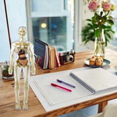 JOJOY® 3D anatomski model ljudskog tijela s uklonjivim organima, edukativni set za djecu 6+ | FLESHTOPIA