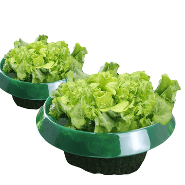 Nikcorp Ovratnici protiv puževa 12 kom, učinkovita zaštita biljaka, ekološka barijera za vrt, PET plastika otporna na UV zrake