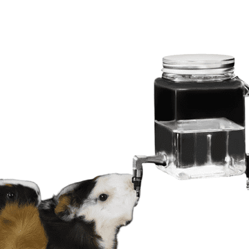 Nikcorp Staklena pojilica za glodavce bez kapanja, s higijenskom mlaznicom od nehrđajućeg čelika, za zamorce, prozirna