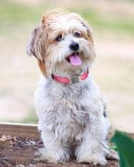 Nikcorp Ogrlica za male pse, podesiva i reflektirajuća za noćne šetnje, najlonska s kopčom, za štence i male pasmine, roza