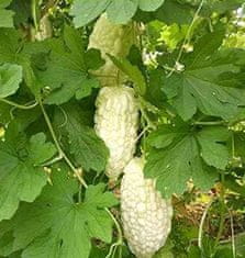 Nikcorp Sjemenke bijele gorke dinje (Karela), 10 kom, egzotično povrće za vrt i balkon, azijski specijalitet, penjačica