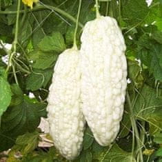 Nikcorp Sjemenke bijele gorke dinje (Karela), 10 kom, egzotično povrće za vrt i balkon, azijski specijalitet, penjačica