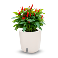 Smart Garden Aurelia Classic “Imunitet” set