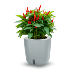 Smart Garden Aurelia Classic “Detox” set