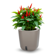 Smart Garden Aurelia Classic “Trio Bosiljak” set