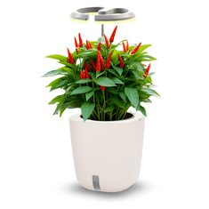 Smart Garden Aurelia Pro “Imunitet” set