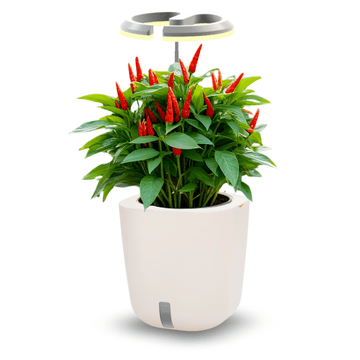 Smart Garden Aurelia Pro - samozalijevajuća tegla s LED lampom