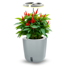 Smart Garden Aurelia Pro - samozalijevajuća tegla s LED lampom, Cement Grey