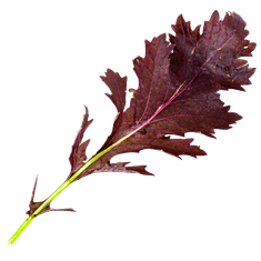 Smart Garden Simply Pro "Imunitet" set