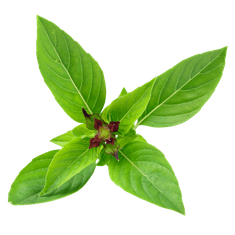 Smart Garden Simply Pro "Imunitet" set